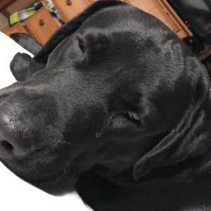 Meet your Posher, Spencer